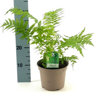 Matteuccia struthiopteris