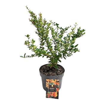Berberis darwinii