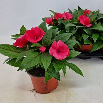 Impatiens COLORPOWER ROSE