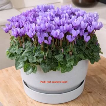 Cyclamen persicum SUPER SERIE DRAGON BLUE
