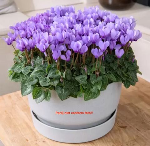 Cyclamen persicum SUPER SERIE DRAGON BLUE