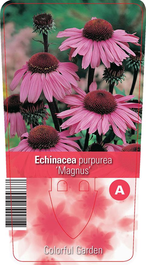 Echinacea purpurea 'Magnus'