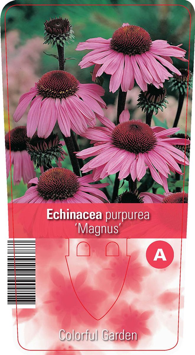 Echinacea purpurea 'Magnus' — Plant Wholesale FlorAccess