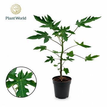 Carica papaya