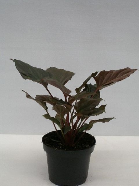 Homalomena 'Flaming Red'