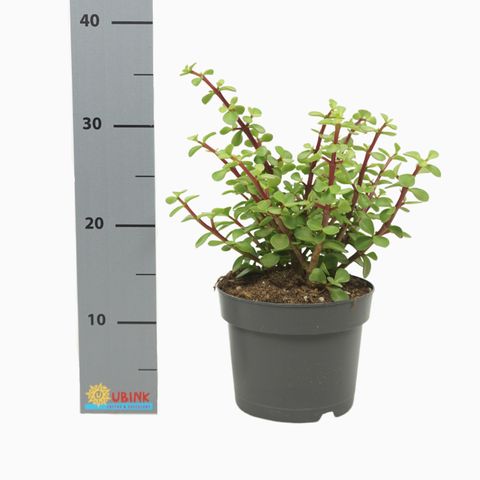 Portulacaria afra