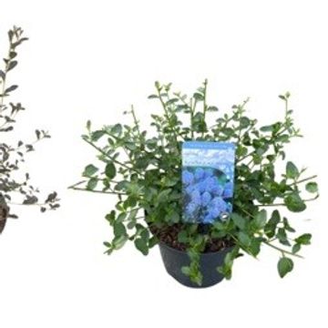 Ceanothus MIX