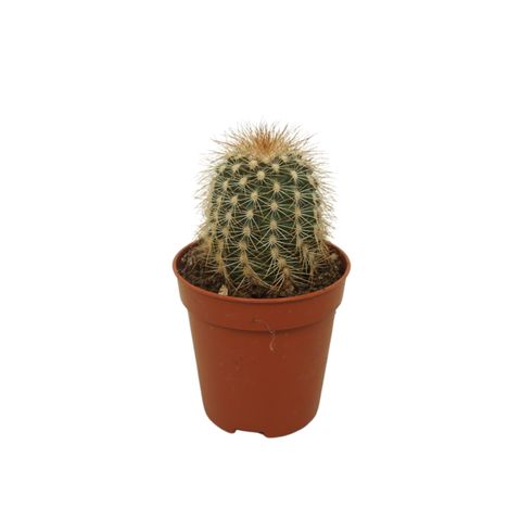 Echinocereus reichenbachii