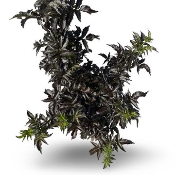 Sambucus nigra BLACK TOWER