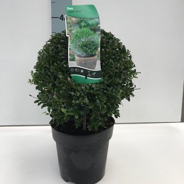 Ilex crenata 'Stokes'