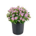 Catharanthus roseus SOIREE KAWAII PINK WITH EYE