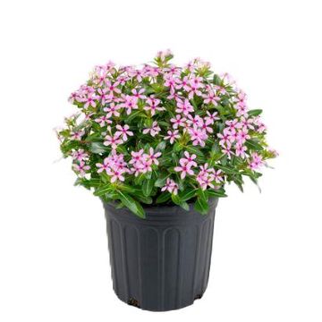 Catharanthus roseus SOIREE KAWAII PINK WITH EYE