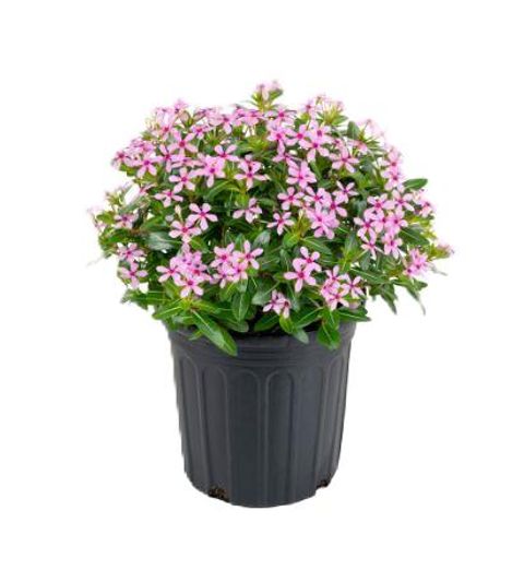 Catharanthus roseus SOIREE KAWAII PINK WITH EYE