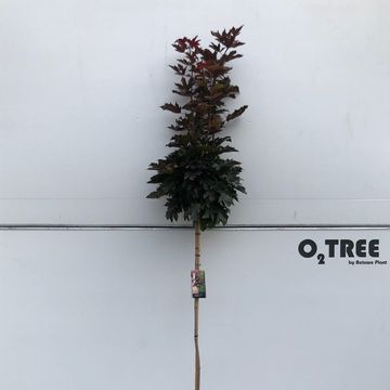 Acer platanoides 'Crimson Sentry'