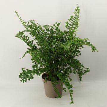 Dryopteris filix-mas 'The King'