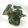 Begonia sizemoreae