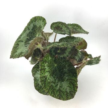 Begonia sizemoreae