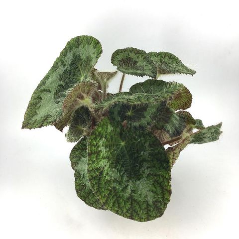 Begonia sizemoreae
