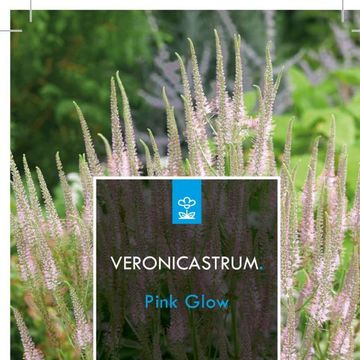 Veronicastrum virginicum 'Pink Glow'