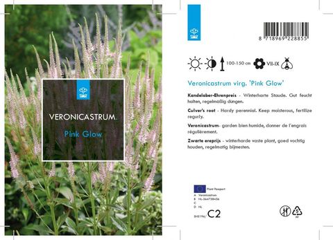 Veronicastrum virginicum 'Pink Glow'