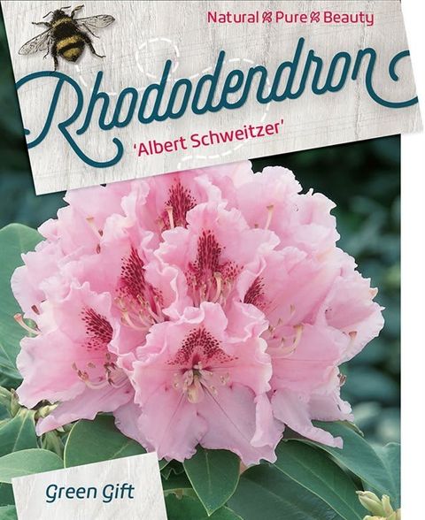 Rhododendron 'Альберт Швейцер'
