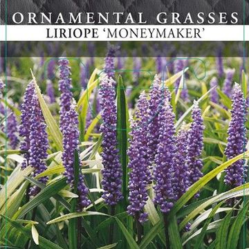 Liriope muscari 'Moneymaker'