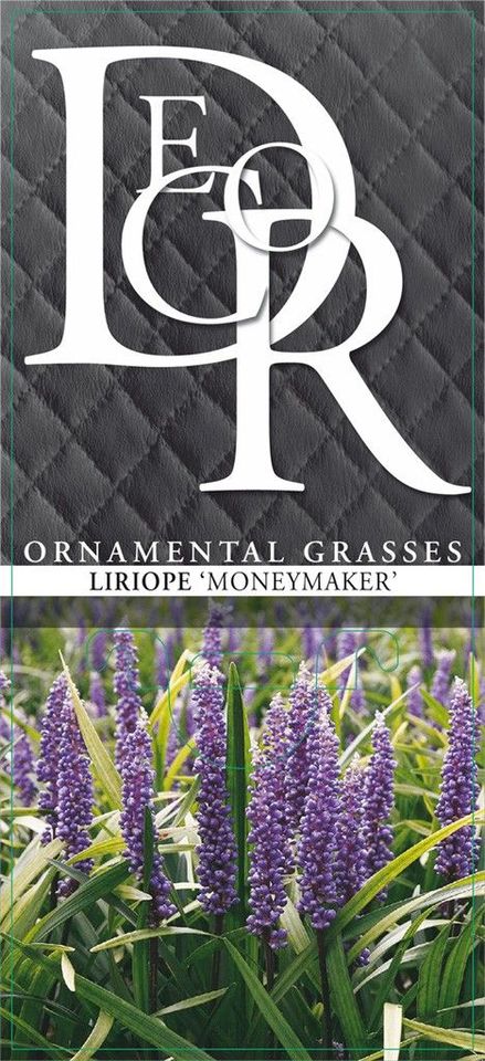 Liriope muscari 'Moneymaker'