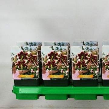 Lilium 'Leslie Woodriff'