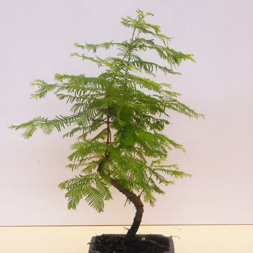 Metasequoia glyptostroboides