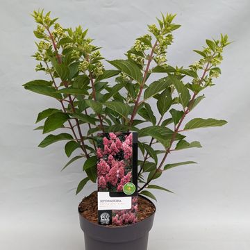Hydrangea paniculata PINKY WINKY