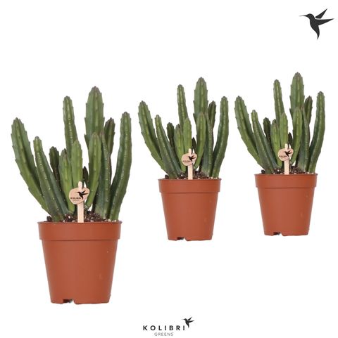 Stapelia leendertziae — Plant Wholesale FlorAccess
