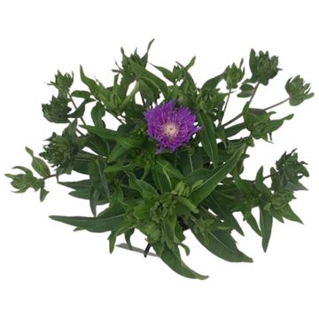 Stokesia laevis 'Purple Parasols'