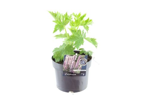 Delphinium 'Magic Fountains Deep Rose White Bee'