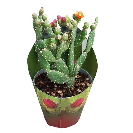 Opuntia quitensis