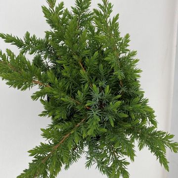 Juniperus conferta 'Schlager'