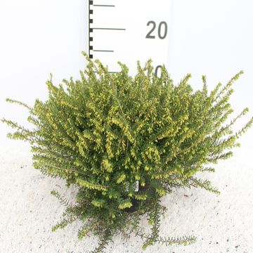 Erica x darleyensis 'Darley Dale'