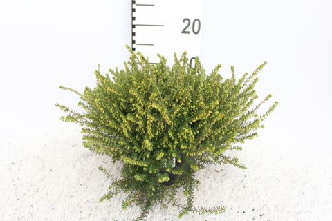 Erica x darleyensis 'Darley Dale'