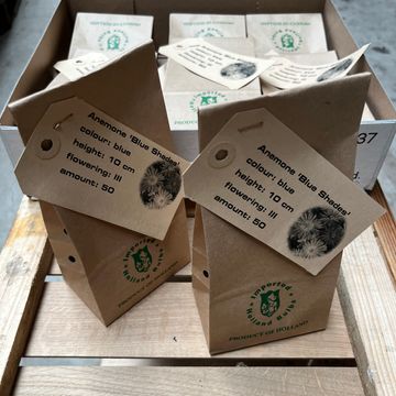 Anemone blanda 'Blue Shades'