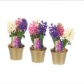 Hyacinthus orientalis MIX IN POT