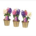 Hyacinthus orientalis MIX IN POT