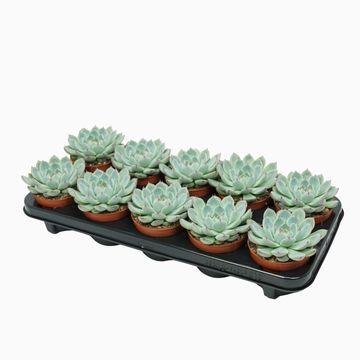 Echeveria parva x lindsayana