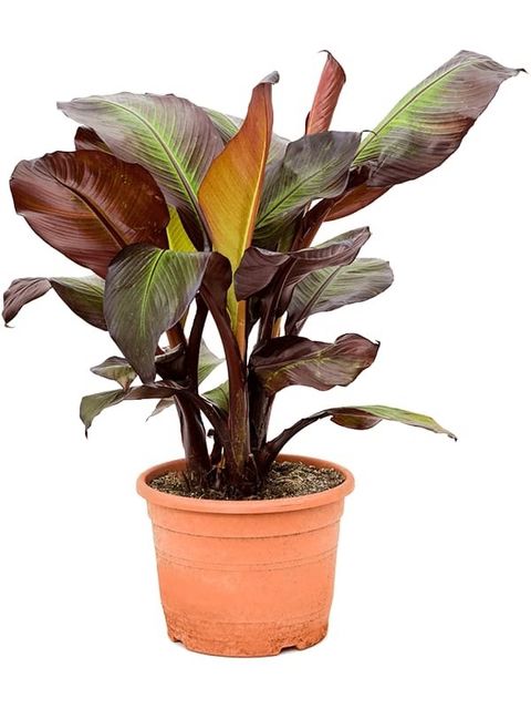 Ensete ventricosum 'Maurelii'