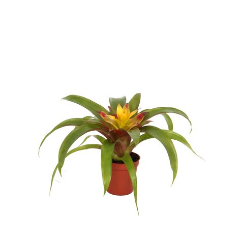 Guzmania 'Mia'