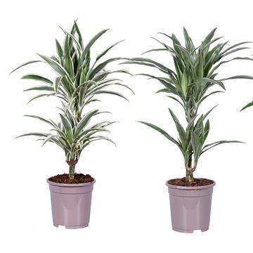 Dracaena fragrans MIX