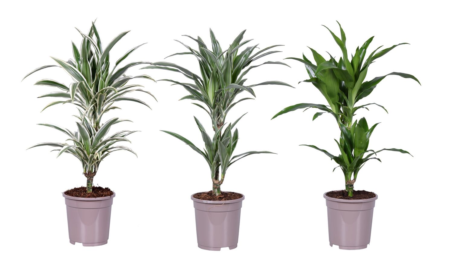 Dracaena fragrans MIX  Plant Wholesale FlorAccess