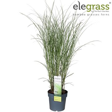 Miscanthus x giganteus