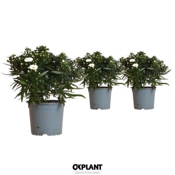 Aster STARLETTA WHITE