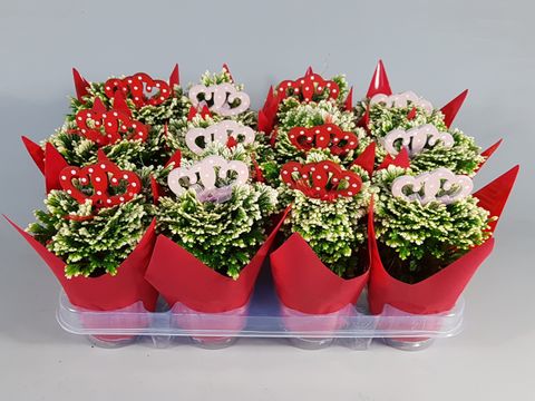 Selaginella martensii 'Jori'