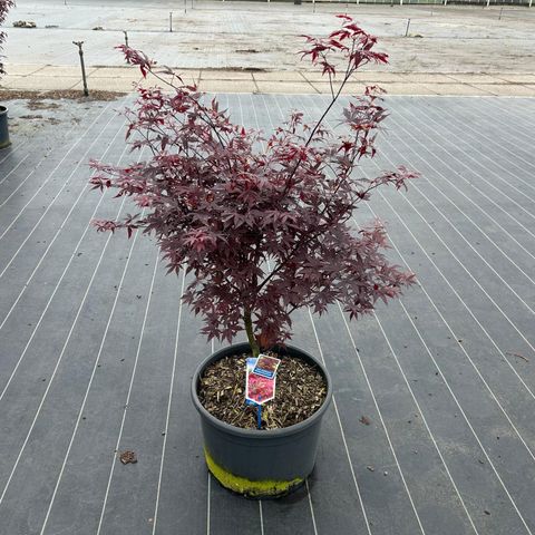 Acer palmatum 'Atropurpureum'