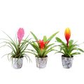 Bromelia MIX